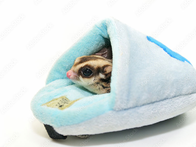 小動物用のクッション型ベッド