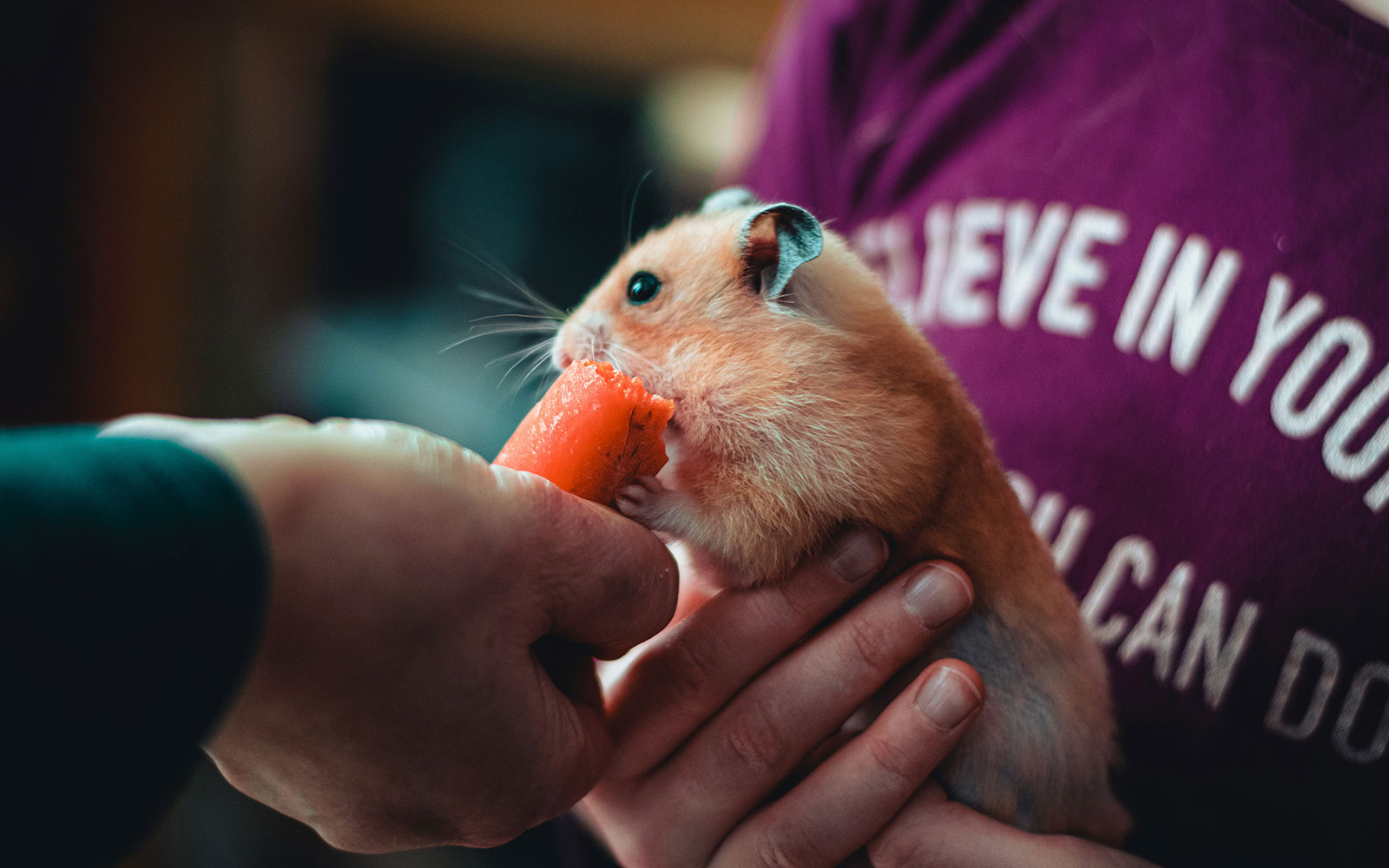 ハムスターをやさしく抱えている様子