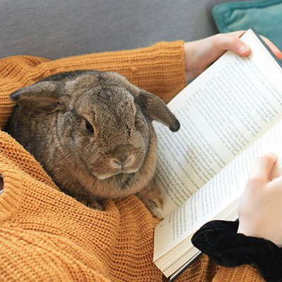 小動物との暮らしのイメージ